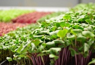 Выращивание зелени дома. Новая линейка семян — «Микрозелень».