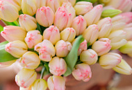 Принимаем заказы на тюльпаны к 8 марта! 