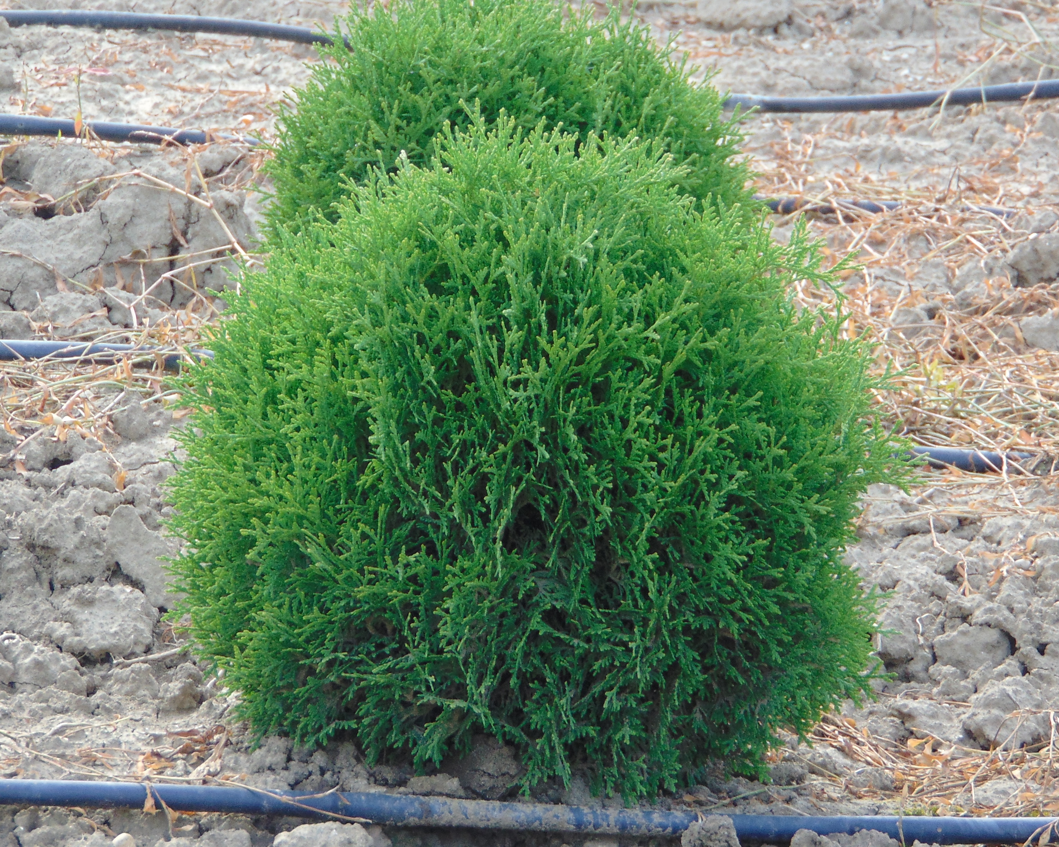 Туя западная (Thuja occidentalis)“Tiny Tim”