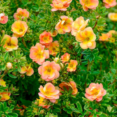 Лапчатка кустарниковая "Doubl Punch Peach"