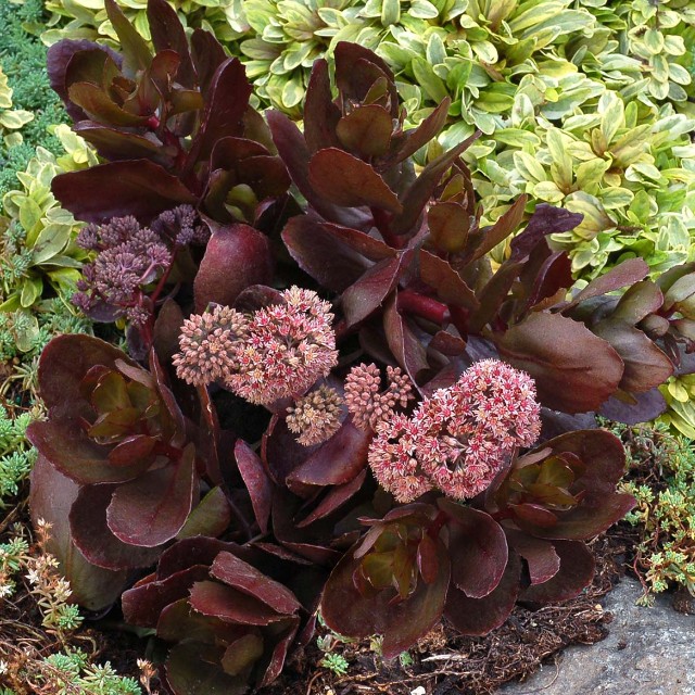 Очиток (Sedum) `Chocolate Drop`