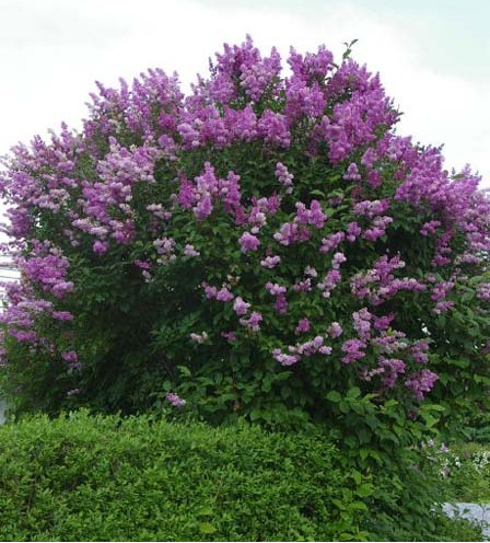 Сирень венгерская (Syringa josikaea) «Purpurea»