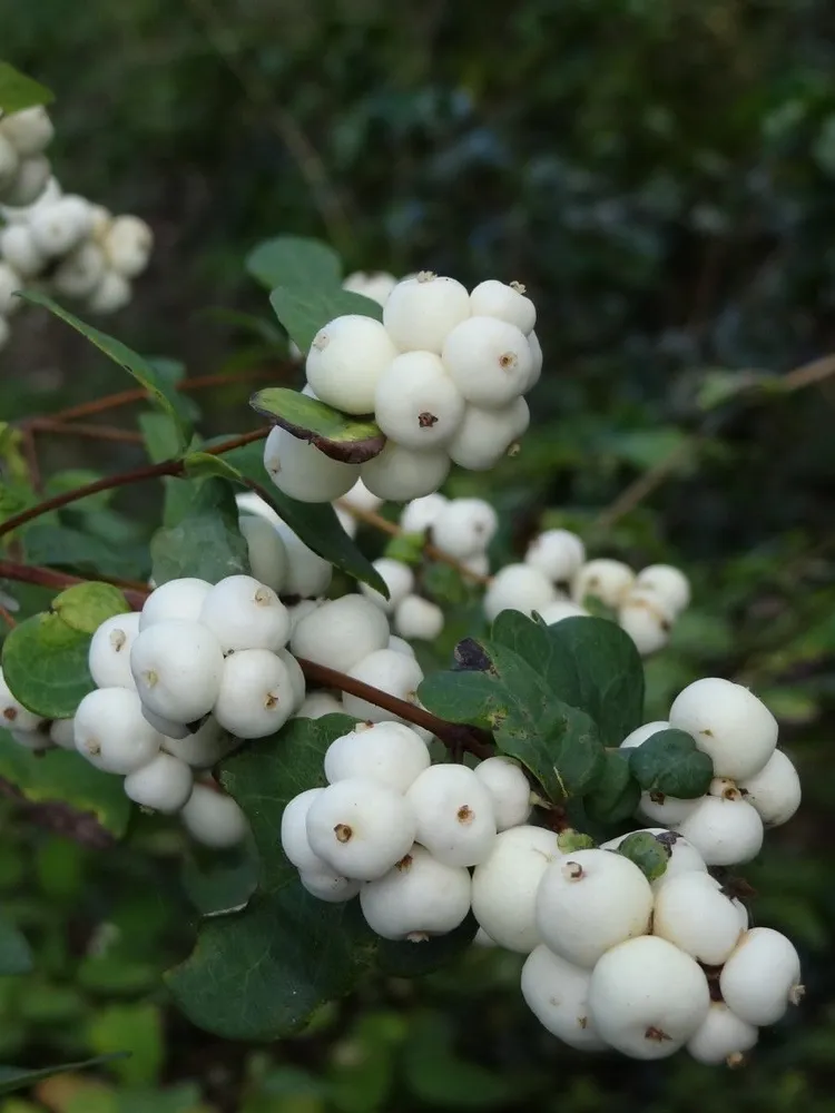 Снежноягодник белый 