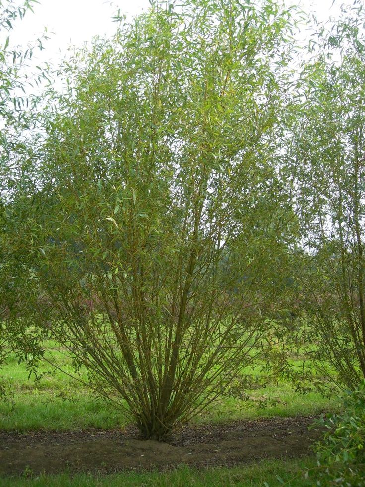 Ива Ледебура(Salix ledebouriana) pyramidalis
