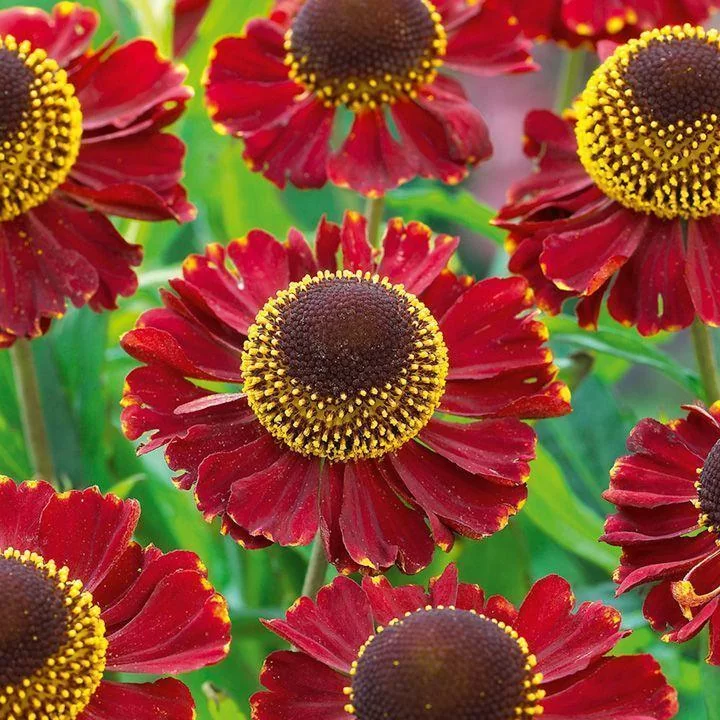 Гелениум осенний (Helenium autumnale) 'Red Jewel'