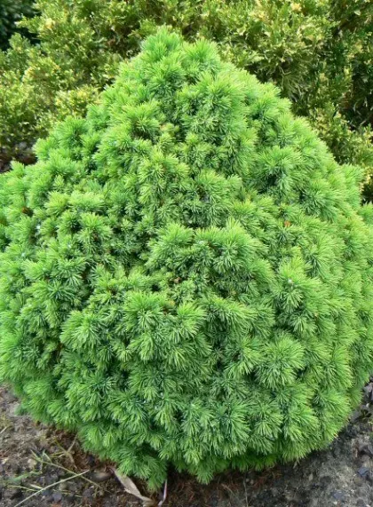 Ель канадская (сизая) (Picea glauca)“Alberta Globe”