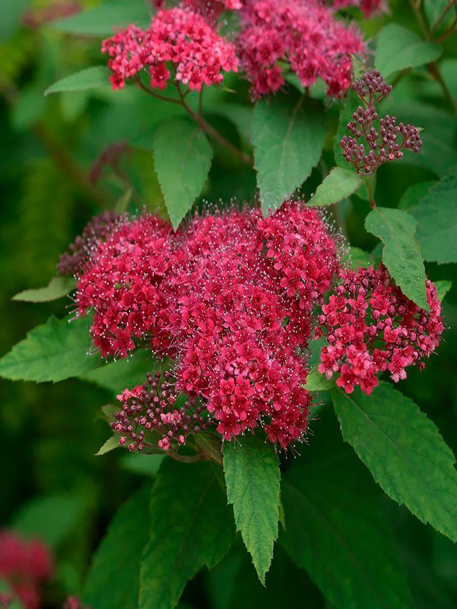 Спирея японская (Spiraea japonica) “Dart’sRed”