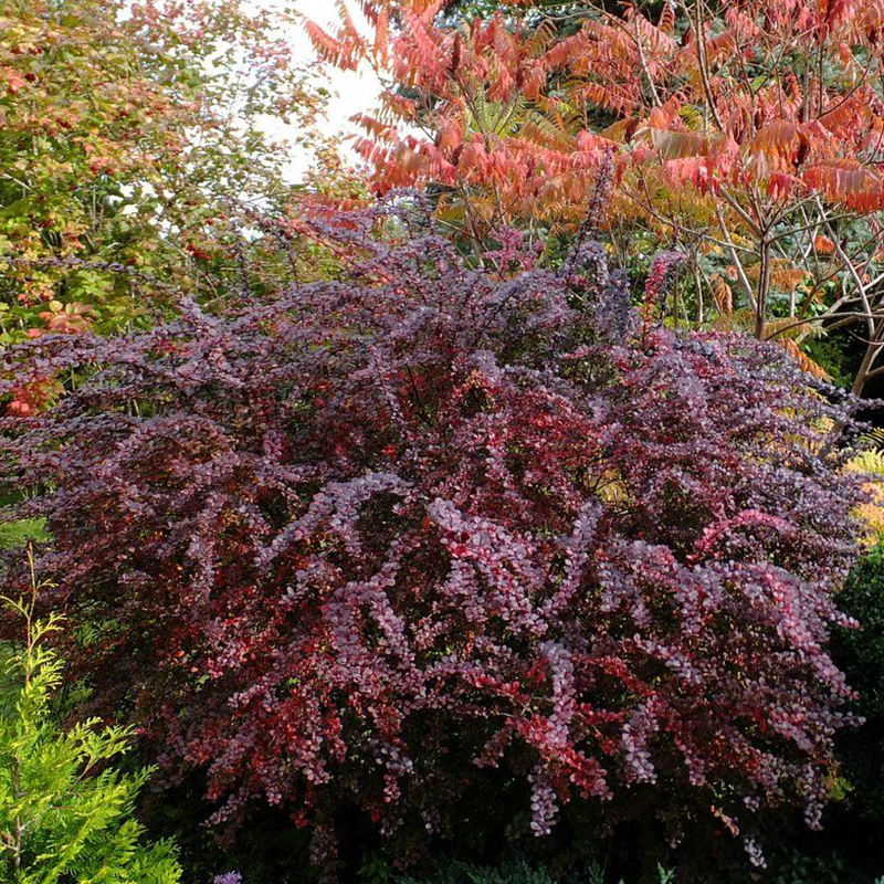 Барбарис Тунбергера (Berberis thunbergii) “Atropurpurea”