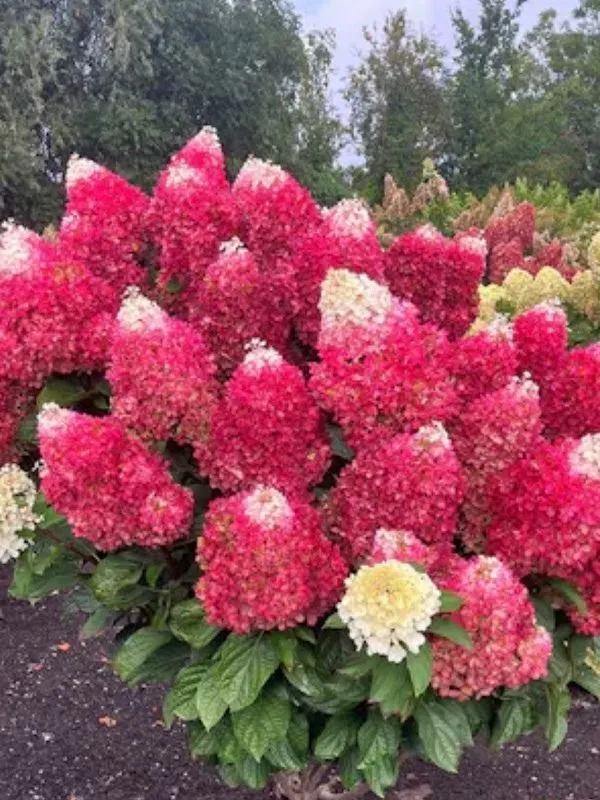 Гортензия метельчатая (Hydrangea paniculata)  «Indian Summer»