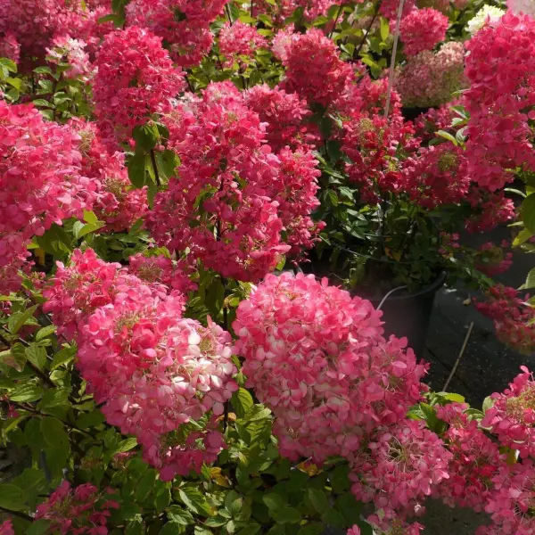 Гортензия метельчатая (Hydrangea paniculata) “Pink Diamond”