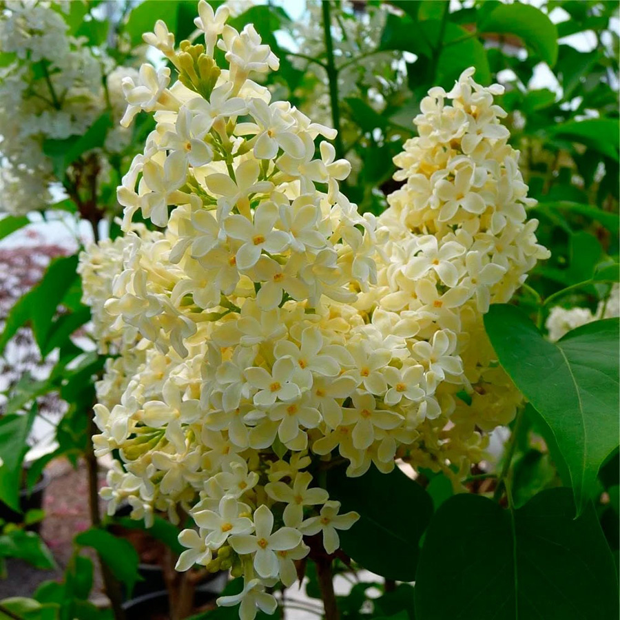 Сирень обыкновенная (Syringa vulgaris) “Primrose”