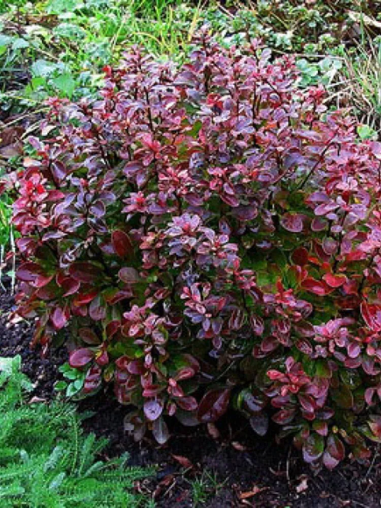 Барбарис Тунберга (Berberis thunbergii) «Bagatelle»