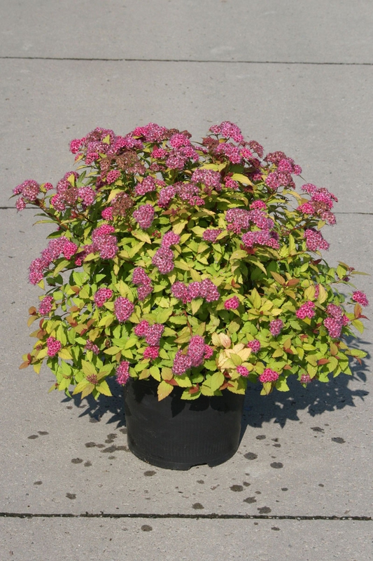 Спирея японская (Spiraea japonica) "Magic Carpet"