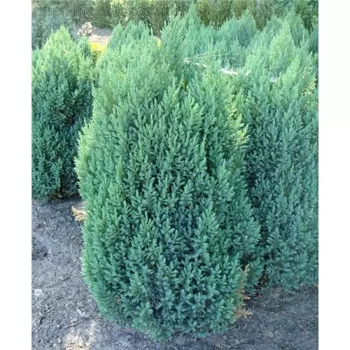 Можжевельник китайский (Juniperus chinensis) “Stricta”