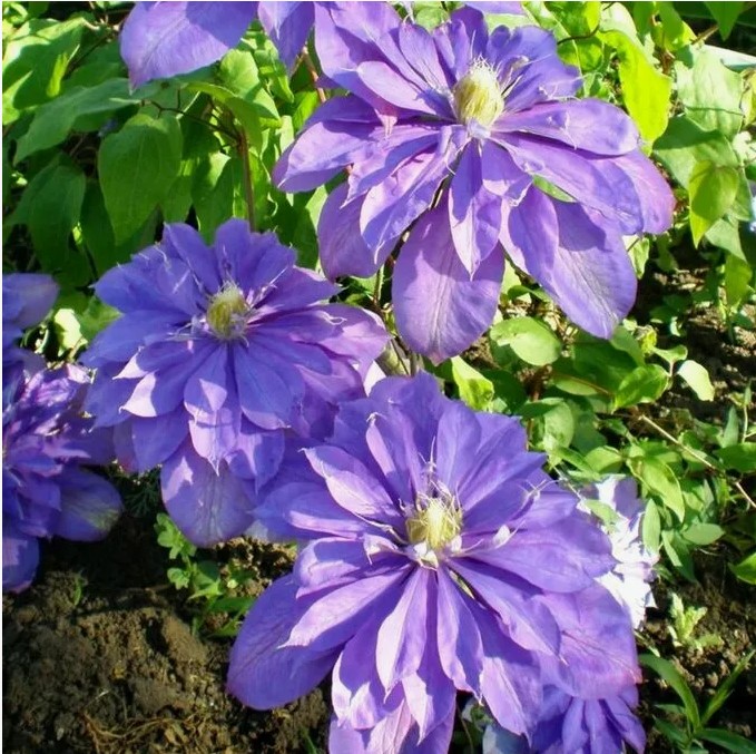 Countess of Lovelace