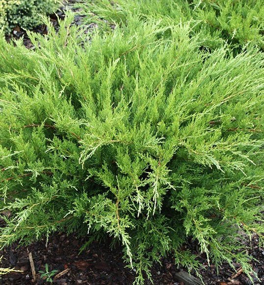 Можжевельник средний (Juniperus media) “Mint Julep”