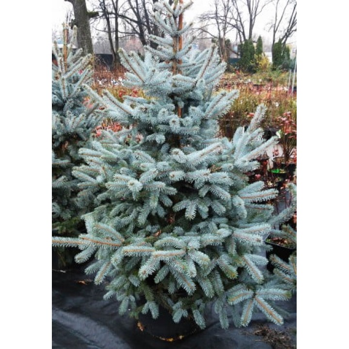 Ель колючая (Picea pungens) “Erich Frahm”