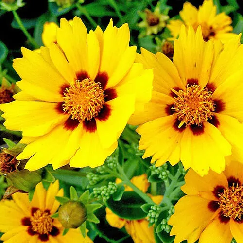 Кореопсис «Sunfire»