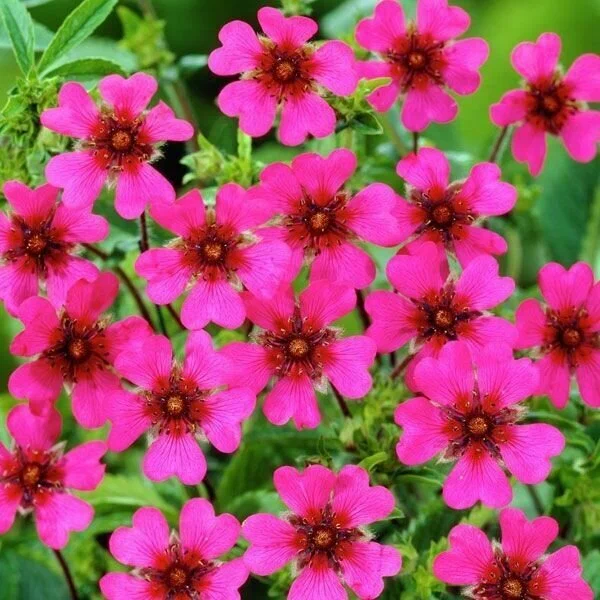 Лапчатка непальская «Ron Mc Beath»