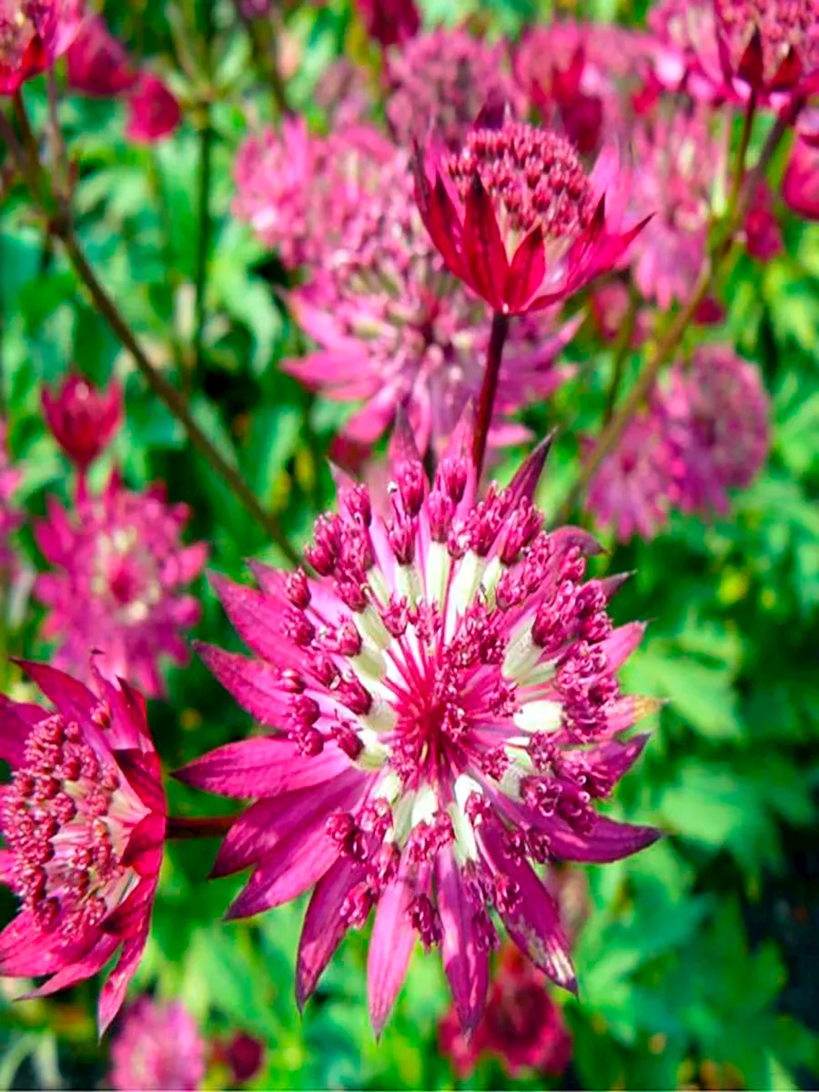 Астранция крупная (Astrantia major) "Primadonna"