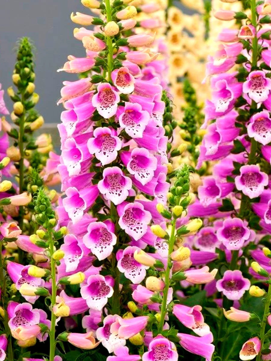 Наперстянка (Digitalis) «Dalmatian Purple Improved»