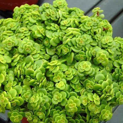 Очиток Макиной (Sedum makinoi)