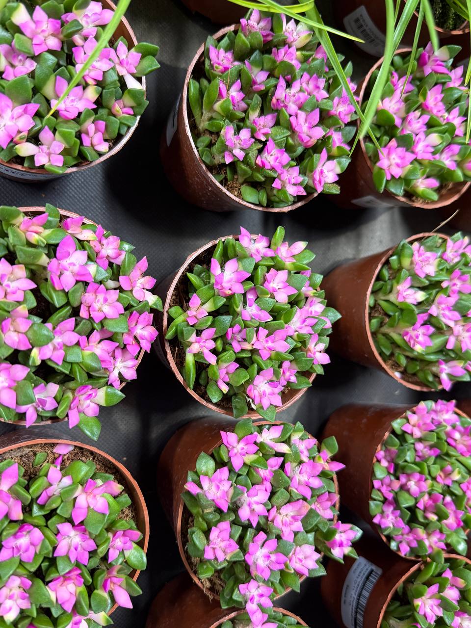 Новое поступление комнатных растений ! 