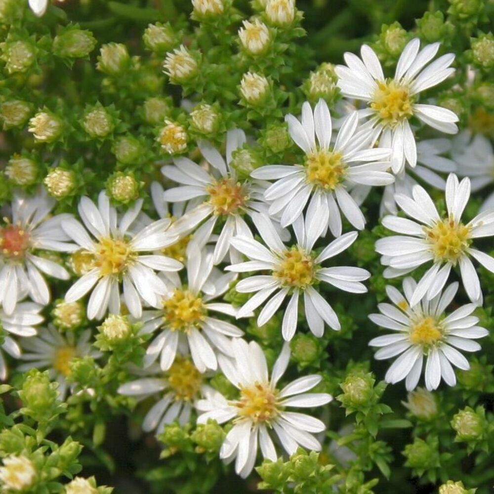 Астра вересковая «Snowflurry»