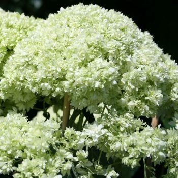 Гортензия древовидная (Hydrangea arborescens) «Hayes Starburst»
