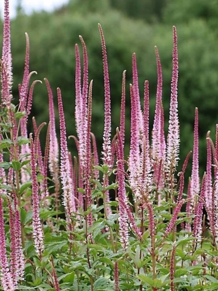 Вероникаструм виргинский "Erica"