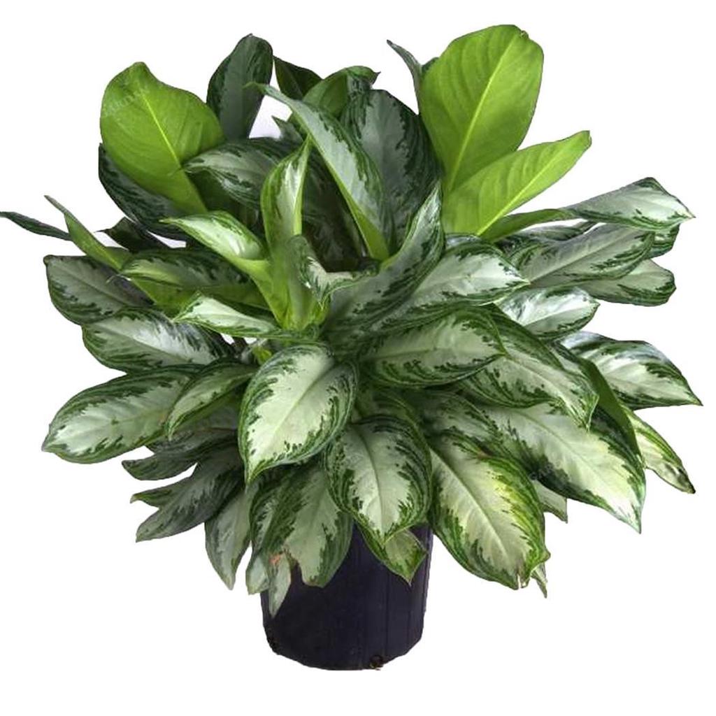 Аглаонема в ассортименте