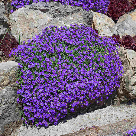Аубриета (Aubrieta)  «Audrey Purple Shades »