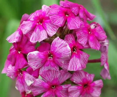 Хозяйка медной горы