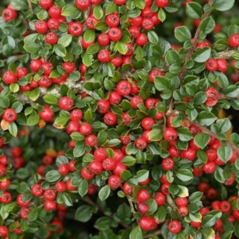 Кизильник гибридный (Cotoneaster)             "Skogholm"