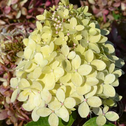 Гортензия метельчатая (Hydrangea paniculata) «Gardenlight XS Light»