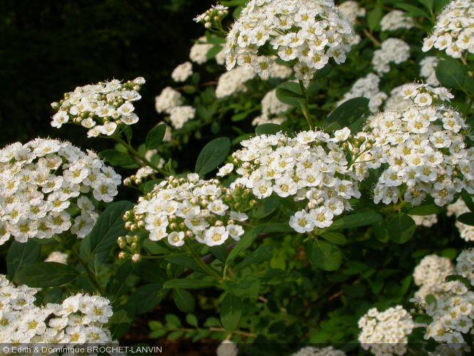 Спирея японская (Spiraea japonica) "Henryi"