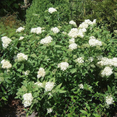 Спирея японская (Spiraeajaponica) 'Albiflora'