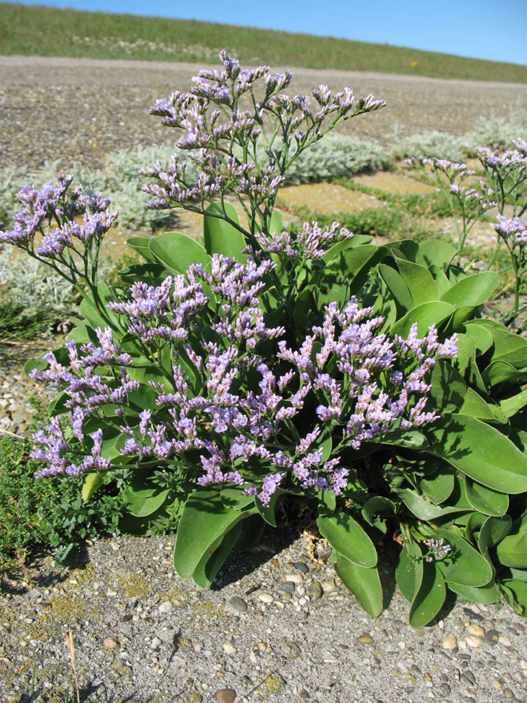Кермек широколистный (Limonium gerberi)