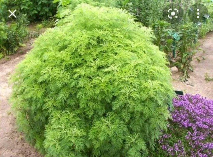 Артемизия (полынь) лечебная