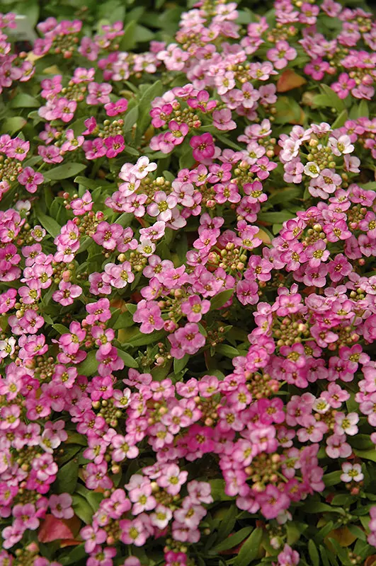 Алиссум морской(Lobulariamaritima)«Bonnet Deep Pink»