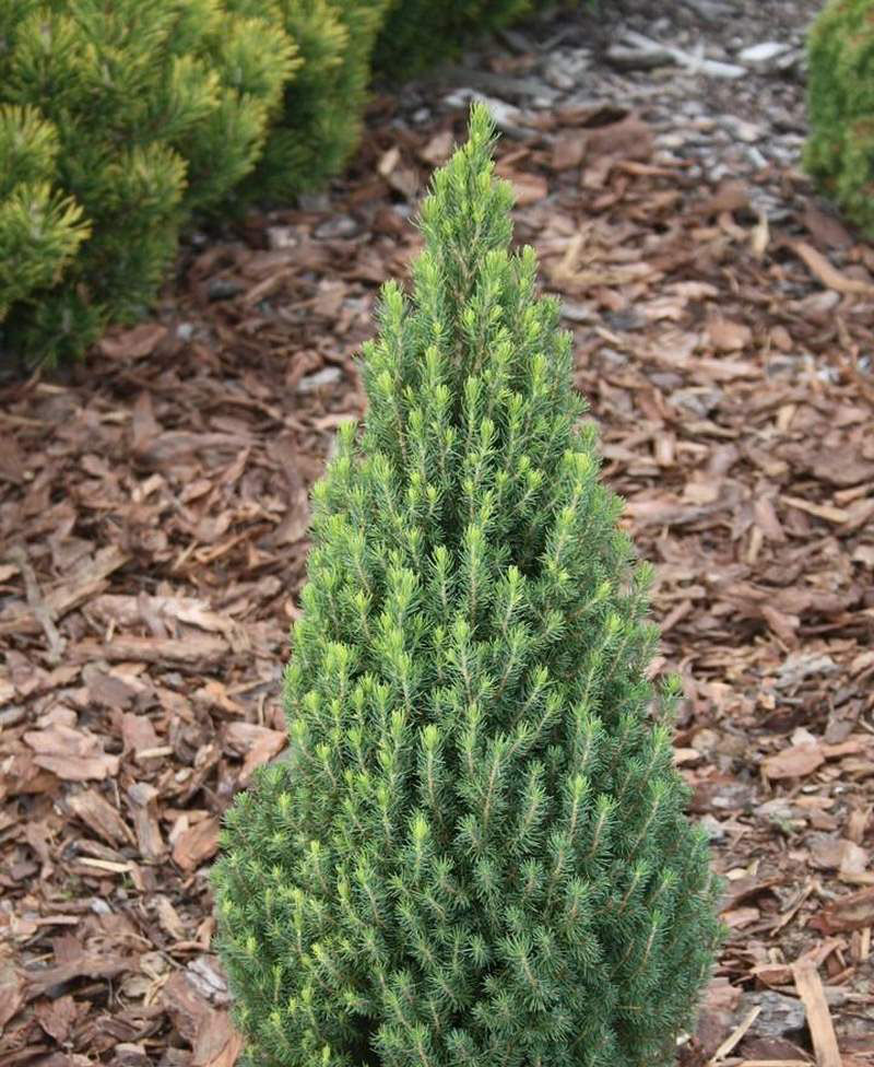 Ель канадская (сизая) (Picea glauca)“Zuckerhut”