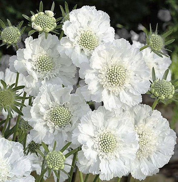 Скабиоза (Scabiosa) «Fama White»