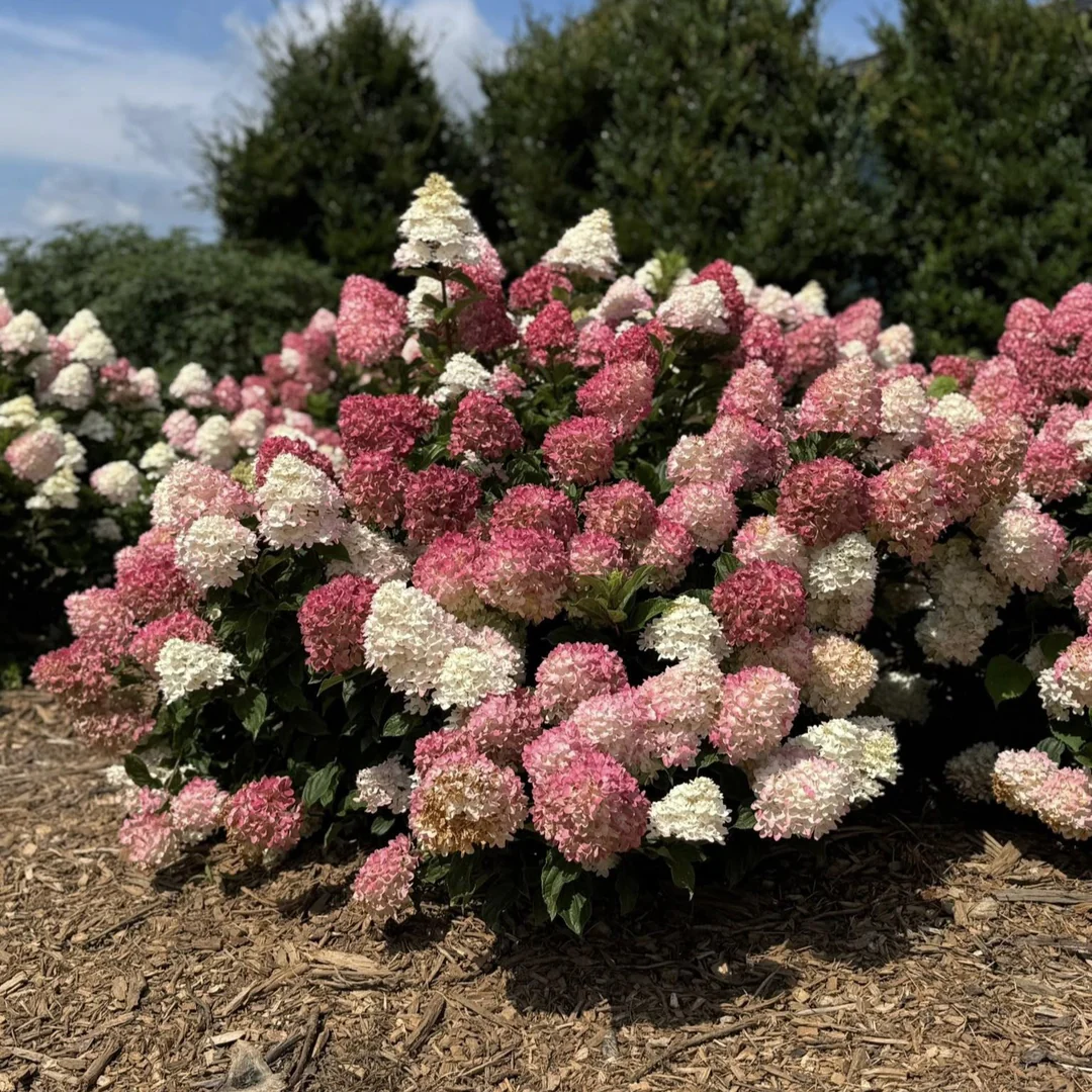 Гортензия метельчатая "Spring Sizzle"