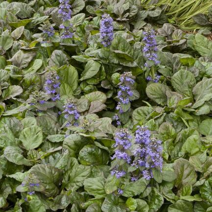 Живучка ползучая (Ajúga réptans) "Bronze Beauty"