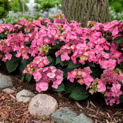 Гортензия крупнолистная  Endless Summer  "Pop Star"