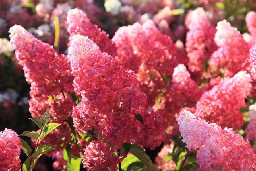 Гортензия метельчатая (Hydrangea paniculata) "Fraise Melba"