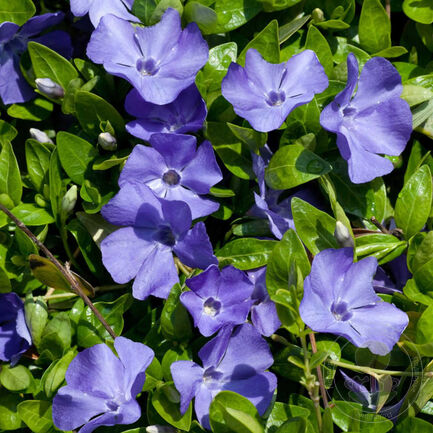 Барвинок малый  (Vinca minor) "Flower Power"