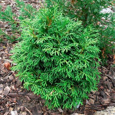 Туя западная (Thuja occidentalis)  “Strasko W.B.”