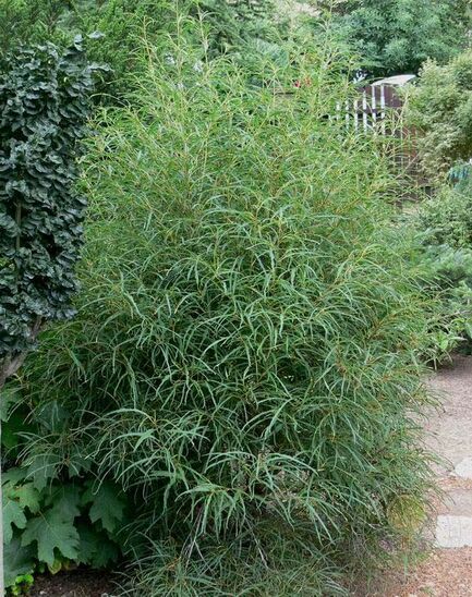 Крушина ломкая (Rhamnus frangula)  «Aspleniifolia»