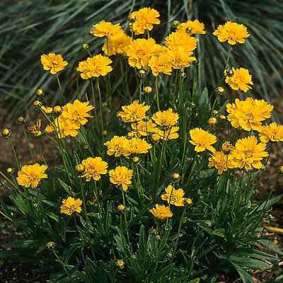 Кореопсис                          «Early Sunrise»